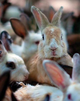 PULLIN - Boxer Fashion 2 BUNNY - LE CAPITAINE D'A BORD